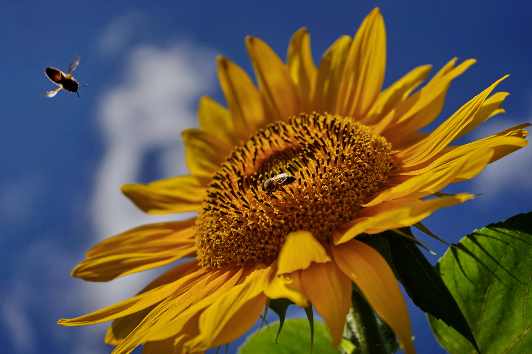 Sonnenblume, DKGA Britzer Wiesen, Foto Thomas Malz