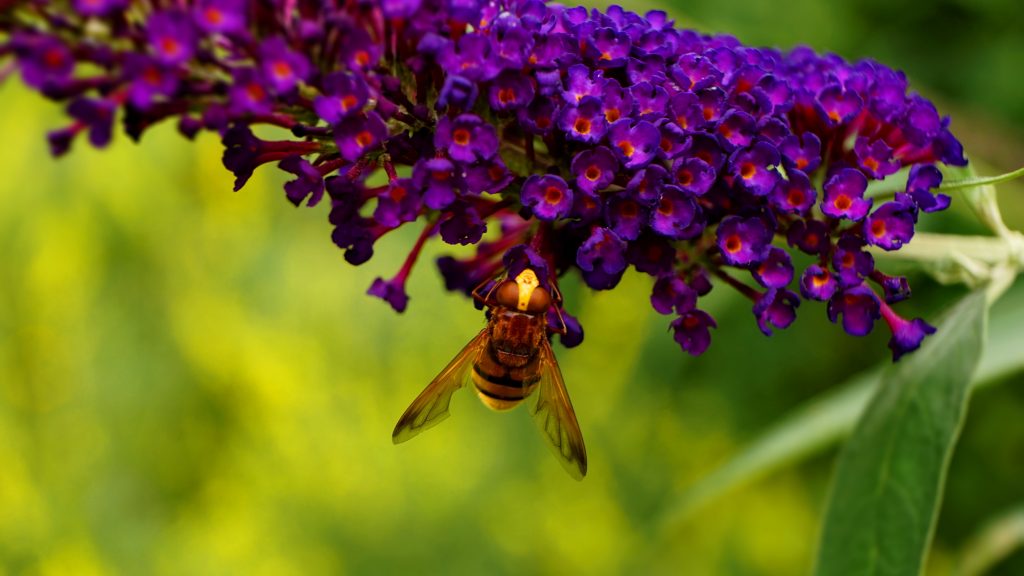 DKGA Britzer Wiesen-Buddleja davidii 'Black Knight', Foto: Thomas Malz