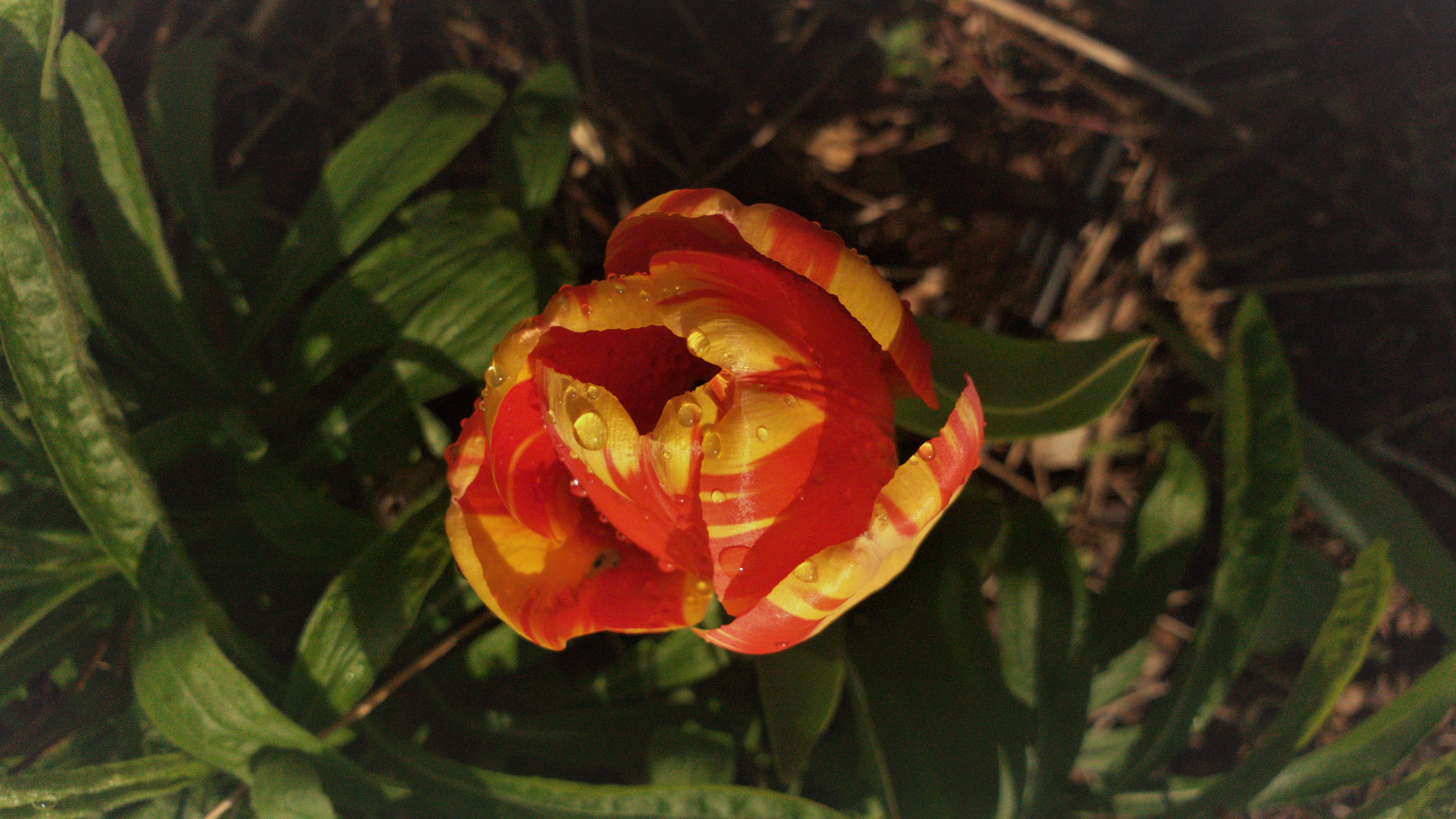 Tulpe im Mai DKGA Britzer Wiesen, Foto: Thomas Malz